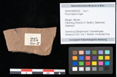 Foto (Objekt + Etikett) von Pinus hepios Unger (NHMW-GEO-2024-0188-0225)